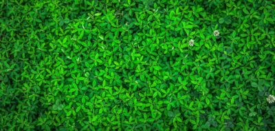 Couverture : bambou écologique