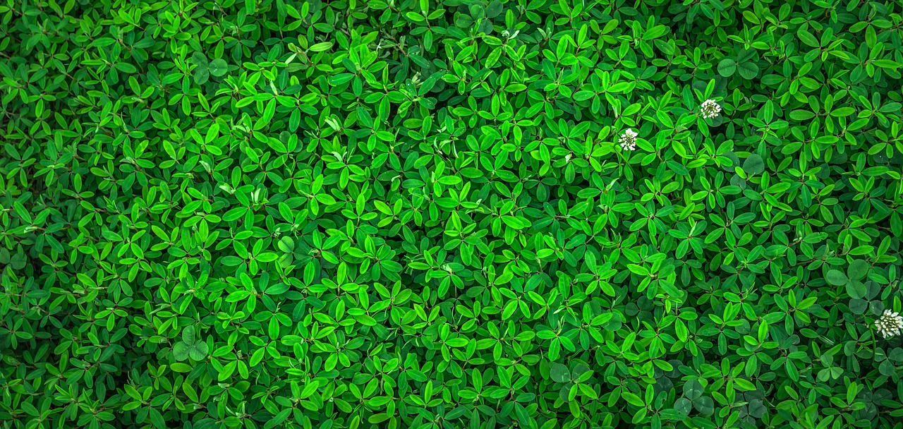 Couverture : bambou écologique
